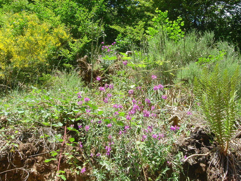 Linaria triornithophora photo